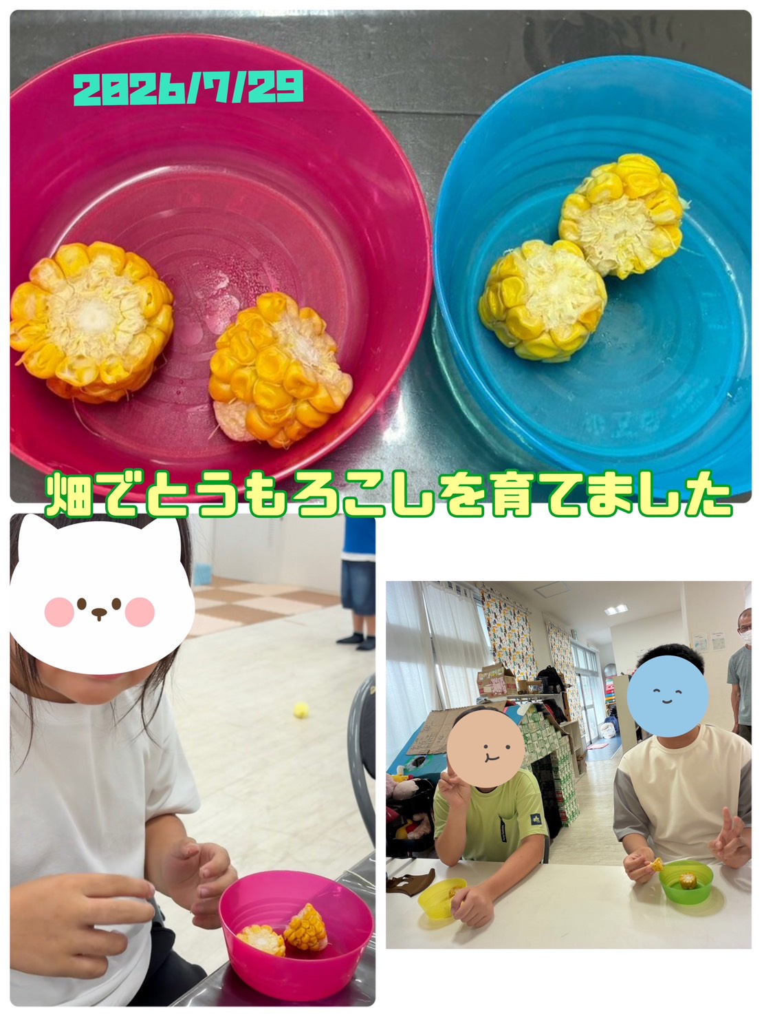 念願のとうもろこしを収穫